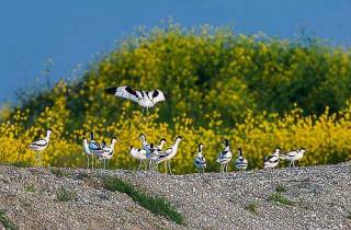 E33-Avocette élégante(Recurvirostra avosetta)