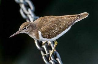 E35-Chevalier guignette(Actitis hypoleucos)