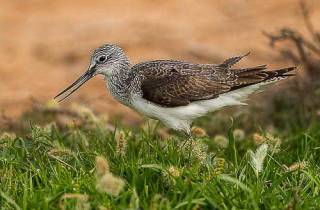 E38-Chevalier aboyeur(Tringa nebularia)