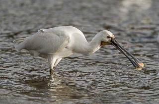 E42-Spatule blanche(Platalea leucorodia)