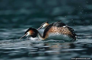LM01-Grebe huppe (Podiceps cristatus - Great Crested Grebe )
