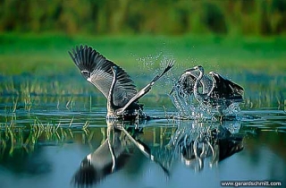 LM03-Héron cendré(Ardea cinerea)