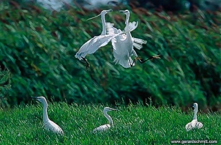 LM04-Aigrette garzette(Egretta garzetta)