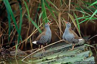 LM05-Râle d'eau(Rallus aquaticus-Water Rail)