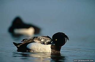 LM06-Fuligule morillon(Aythya fuligula-Tufted Duck)