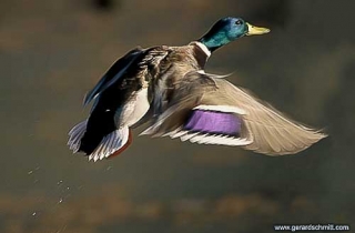 LM07-Canard colvert(Anas platyrhynchos)