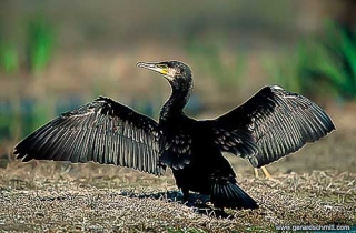 LM09-Grand Cormoran(Phalacrocorax carbo-Great Cormorant)