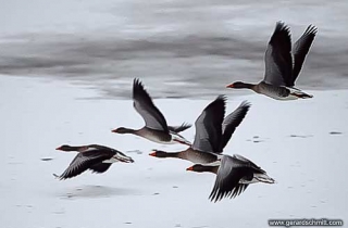 LM10-Oie cendree(Anser anser-Greylag Goose)