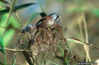 LM11-Panure à moustaches(Panurus biarmicus-Bearded Reedling)