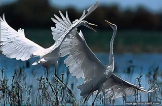 LM14-Grande Aigrette(Ardeaalba-Western)