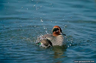 LM16-Sarcelle d'hiver(Anas crecca-Eurasian Teal)