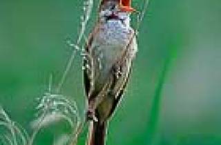 LM08-Rousserolle turdoïde(Acrocephalus arundinaceus-Great Reed Warbler)