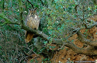 FM01-Grand-duc d'Europe(Bubo bubo-Eurasian Eagle-Owl)