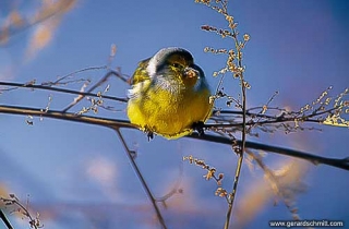 FM02-Venturon montagnard(Carduelis citrinella)