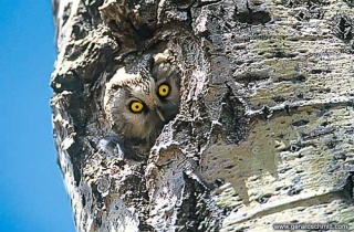 FM04-Chouette de Tengmalm(Aegolius funereus-Boreal Owl)