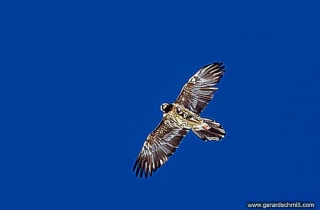 FM06--Gypaète barbu(Gypaetus barbatus-Bearded Vulture)