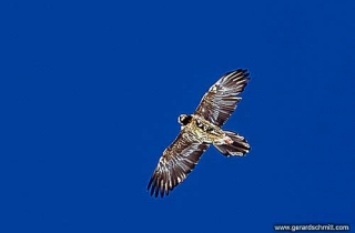 FM06--Gypaète barbu(Gypaetus barbatus-Bearded Vulture)