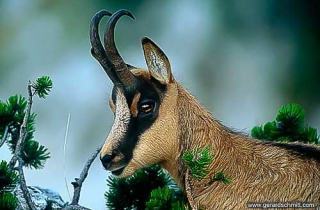 FM07-Chamois des Alpes(Rupicapra rupicapra rupicapra-Alpine chamois)