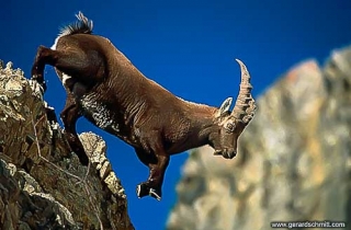 FM08-Bouquetin des alpes(Capra ibex-Alpine Ibex)