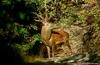 FM09-Cerf d'Europe-Elaphe(Cervus elaphus)