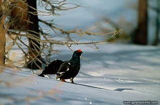 FM10-Tétras lyre(Lyrurus tetrix-Black Grouse)