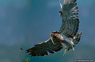 FM13-Circaète Jean-le-Blanc(Circaetus gallicus)