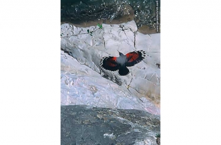 FM14-Tichodrome échelette(Tichodroma muraria-Wallcreeper)