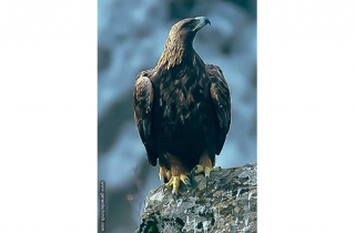 FM15-Aigle royal(Aquila chrysaetos)