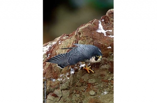FM16-Faucon p√©lerin(Falco peregrinus-Peregrine Falcon)