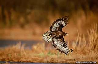 PS01-Buse variable(Buteo buteo-Common Buzzard)