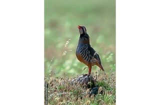 PS02-Perdrix rouge(Alectoris rufa-Red-legged Partridge)