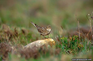 PS04-Alouette des champs(Alauda arvensis-Eurasian Skylark)