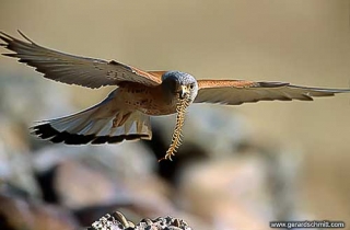 PS06-Faucon crécerellette(Falco naumanni)