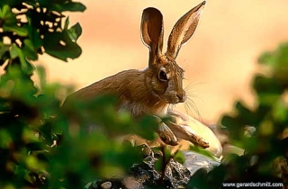 PS07-Lièvre d'Europe(Lepus europaeus)