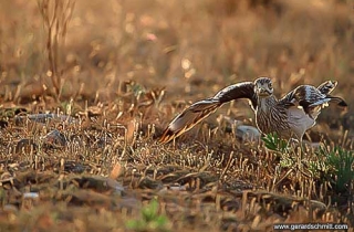 PS08-Oedicnème criard(Burhinus oedicnemus)