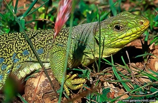 PS09-Lézard ocellé(lacerta lepida-Ocellated lizard)