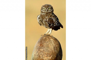 PS11-Chevêche d'Athéna(Athene noctua-Little Owl)