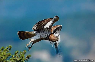 PS12-Circaète Jean-le-Blanc(Circaetus gallicus)