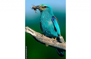 PS14-Rollier d'Europe(Coracias garrulus-European Roller)