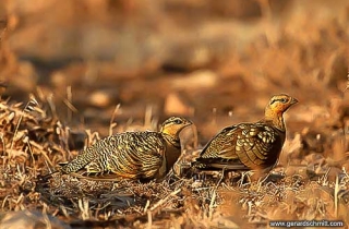 PS15-Ganga cata(Pterocles alchata-Pin-tailed Sandgrouse)