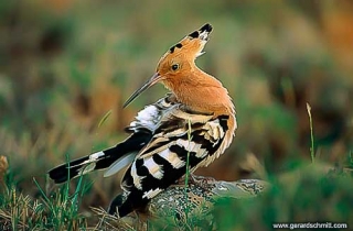 PS16-Huppe fasciée(Upupa epops-Eurasian Hoopoe)