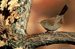 HS01-Bouscarle de Cetti(Cettia cetti-Cetti's Warbler)