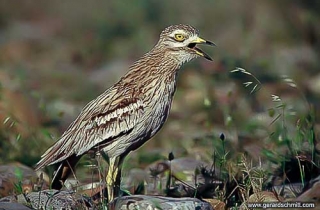 HS02-Oedicnème criard(Burhinus oedicnemus)