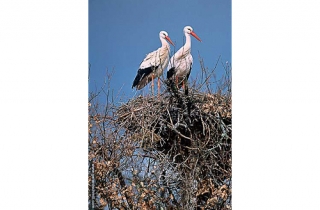 HS03-Cigogne blanche(Ciconia ciconia-White Stork)