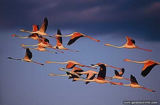 HS06--Flamant rose(Phoenicopterus roseus)