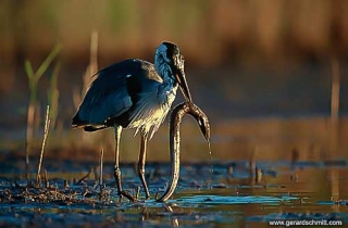 HS07-Héron cendré(Ardea cinerea) 