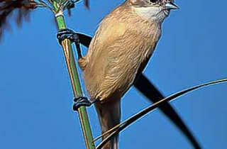 HS08-Rémiz penduline(Remiz pendulinus-Eurasian Penduline Tit)