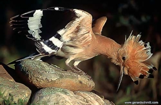 HS09-Huppe fasciée(Upupa epops-Eurasian Hoopoe)