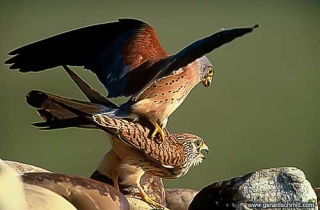 HS10-Faucon crécerellette(Falco naumanni)