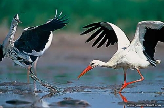 HS11-Cigogne blanche(Ciconia ciconia-White Stork)